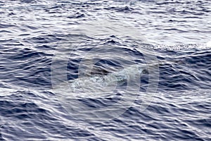 Risso Dolphin Grampus in Mediterranean