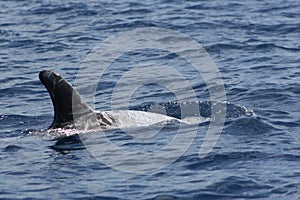 Risso's Dolphin