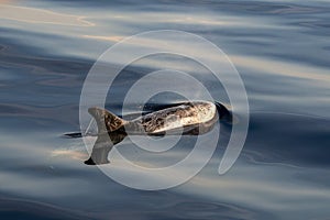 Risso\'s Dolphin - (Grampus griseus) in mediterranean sea at sunset