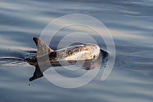 Risso\'s Dolphin - (Grampus griseus) in mediterranean sea at sunset