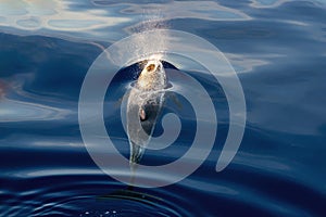 Risso\'s Dolphin - (Grampus griseus) in mediterranean sea at sunset