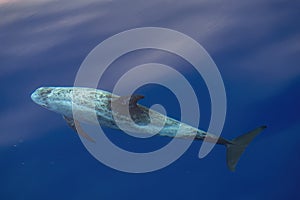 Risso\'s Dolphin - (Grampus griseus) in mediterranean sea at sunset