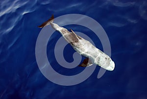 Risso`s Dolphin Grampus griseus in the Red Sea