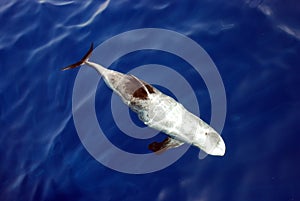 Risso`s Dolphin Grampus griseus in the Red Sea