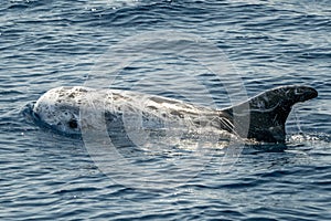 Risso\'s Dolphin - (Grampus griseus) on sea surface