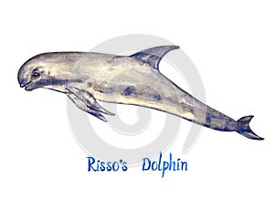 Risso`s dolphin, isolated on white background