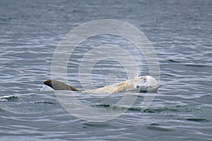 Risso`s Dolphin Takes a Breath off the Washington Coast