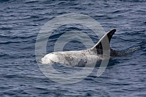 Rissos Dolphin (Grampus Griseus) photo