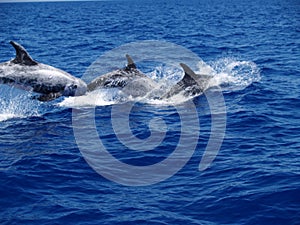 Rissos dolphins