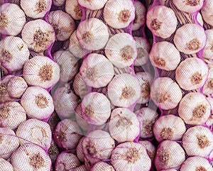 Background of garlic
