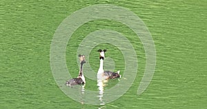 Rite of courting Podiceps cristatus male and female bird