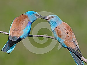 Ritual feeding by a male European roller of a female during the mating season.