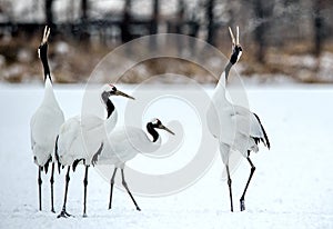The ritual marriage dance of cranes.