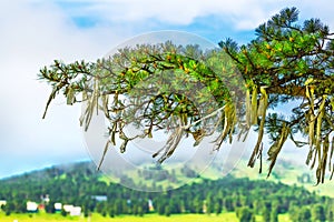 Ritual ribbons on the branches of pine. Gorny Altai, Russia