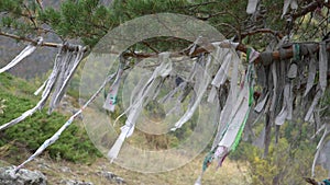 Ritual ribbons on sacred tree in Altai Mountains. Shamanism.