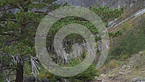 Ritual ribbons on sacred tree in Altai Mountains. Shamanism.