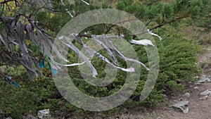 Ritual ribbons on sacred tree in Altai Mountains. Shamanism.