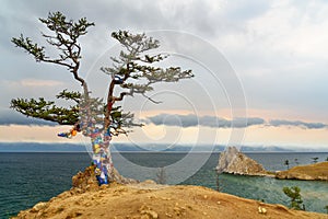Ritual tree with colorful ribbons Hadak in the overcast. Lake Baikal. Olkhon Island. Russia