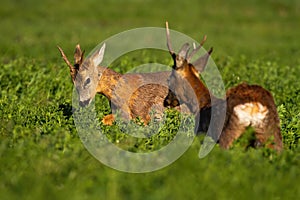 Rivalry of roebucks in a territorial fight in spring nature at sunrise