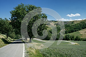 Rivalta di Lesignano Parma, Italy: summer landscape