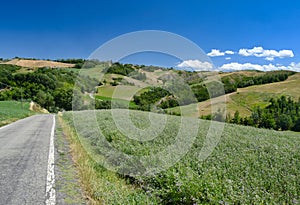 Rivalta di Lesignano Parma, Italy: summer landscape