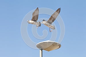 Rivarly concept: two seagulls competing