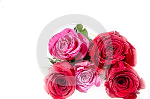 Rive roses three are red and two pink and white