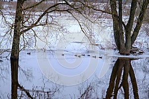 River Aiviekste in Vidzeme, Latvia in winter time. High water level in the river, dark January day. Trees in the water