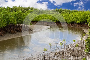 River along the mangrove trees