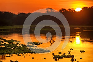 River in the Amazon Rainforest at dusk, Peru, South America photo