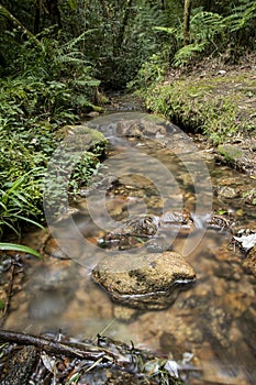 River into Atlantic rainforest at southeastern Brazil