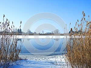 River Atmata and reed plants, Lithuania