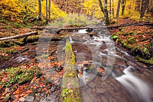 River in autumn colors forest