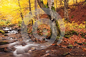 River in autumn colors forest