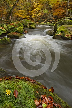 River through autumn forest