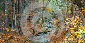 River in the autumn forest in the Rila mountains near Bachevo, Bulgaria photo