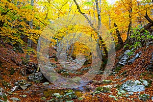 river in autumn mountain canyon