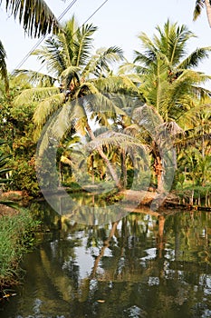 River of the backwaters at Kollam
