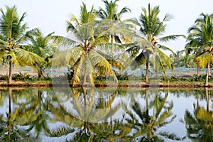 River of the backwaters at Kollam photo