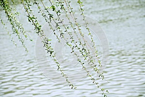 Willow branches in April sway in the spring breeze. photo