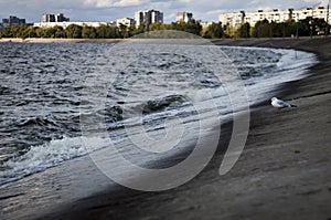 A river bank with a concrete bank in a semi-circle, a wave crashing on the shore and a bird on the background of a cityscape