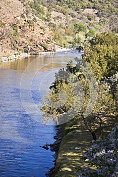 River Bank - Crocodile River