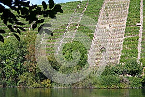 River bank with deciduous trees and a steep vineyard behind