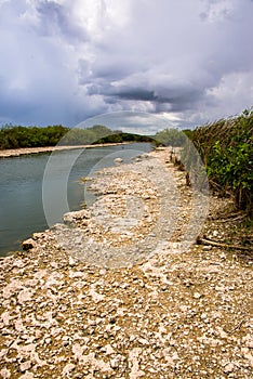 River bank at Everglades National Park