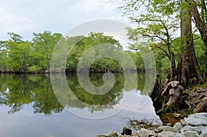 River Bank Forest Reflection, Black River NC