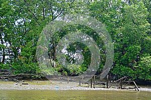 River bank at Klong Khone Mangrove Forest