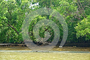 River bank at Klong Khone Mangrove Forest