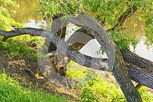 River bank with an old snag