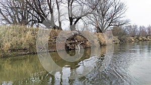 The river bank is overgrown with grass, among which there are large old willows without foliage in autumn. Branches and stumps of