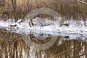 A river bank passing through a wooded area after the first snow covered the ground with the reflection of the trees in the water